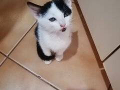 Inimioara cauta o casuta