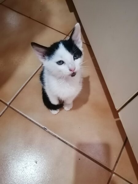 Inimioara cauta o casuta