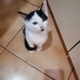 Inimioara cauta o casuta
